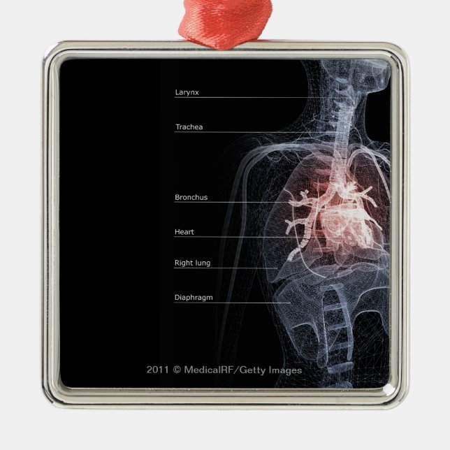 Diagram of the respiratory system and the heart metal ornament (Front)