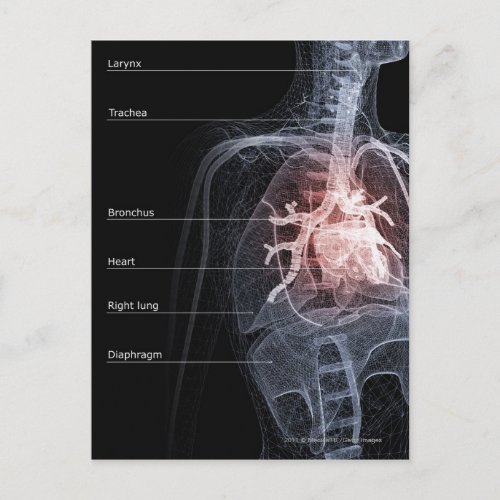 Diagram of the respiratory system and the heart postcard