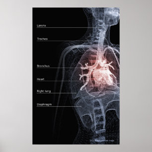 Diagram of the respiratory system and the heart poster