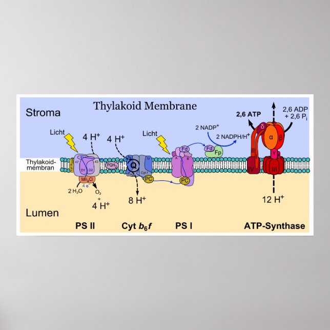 Diagram of the Thylakoid Membrane of Chloroplasts Poster (Front)