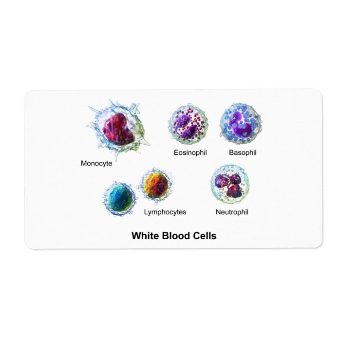 Diagram of White Blood Cells Leukocytes Personalized Shipping Labels