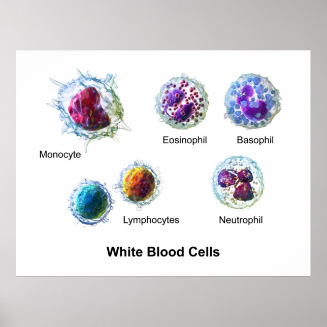 Diagram of White Blood Cells Leukocytes Poster (Front)