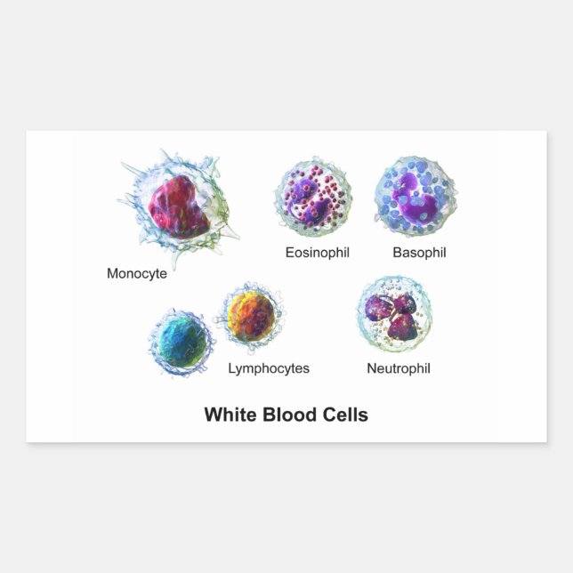 Diagram of White Blood Cells Leukocytes Rectangular Sticker (Front)
