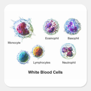 Diagram of White Blood Cells Leukocytes Square Sticker