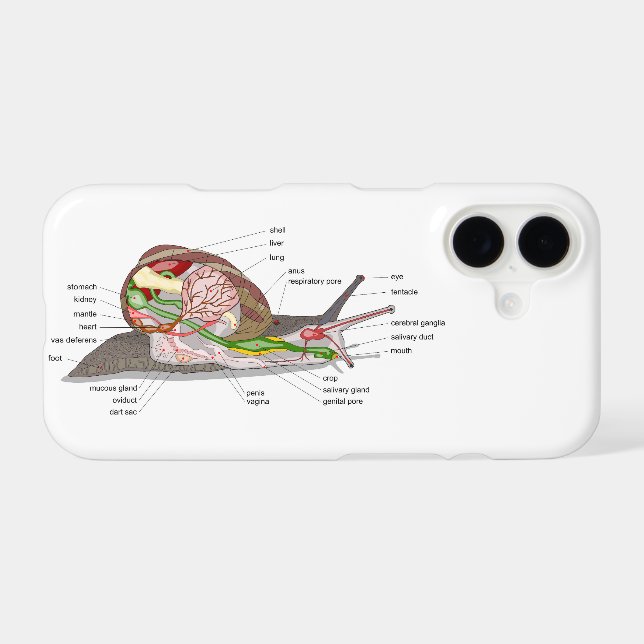 Diagram snail Helix aspersa split-sectioned organ  Case-Mate iPhone Case (Back (Horizontal))