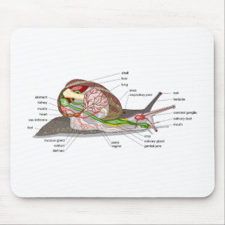 Diagram snail Helix aspersa split-sectioned organ Mouse Pad