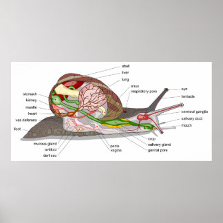 Diagram snail Helix aspersa split-sectioned organ Poster
