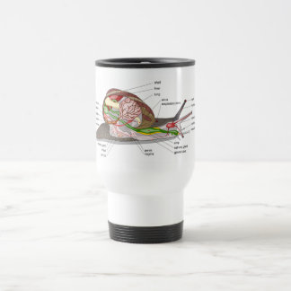 Diagram snail Helix aspersa split-sectioned organ Travel Mug