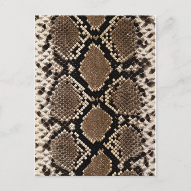 Diamond Back Rattlessnake Skin Postcard (Front)