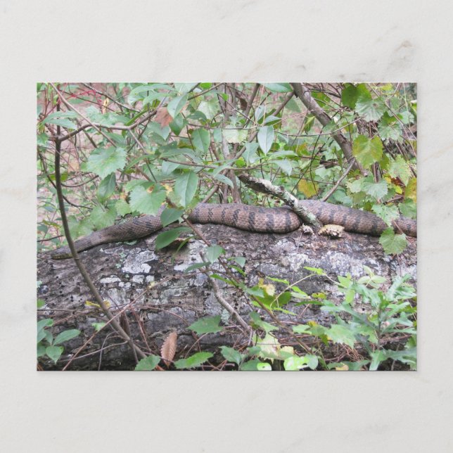 Diamond-back Watersnake on Log Postcard (Front)