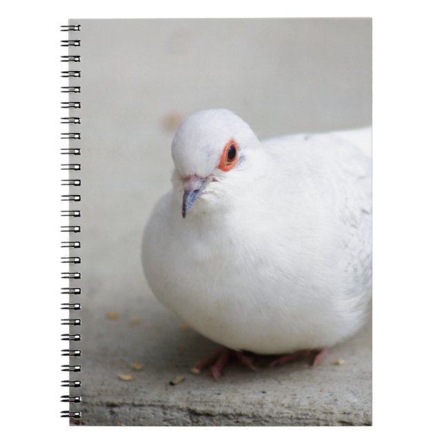 Diamond Dove Bird journal (Front)
