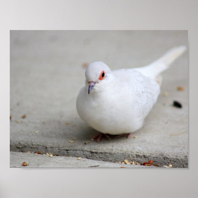 Diamond dove bird poster (Front)