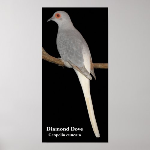 diamond dove Diamond Dove  Geopelia cuneata Poster