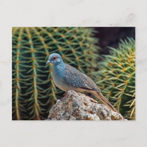 Diamond dove  Geopelia Cuneata  Postcard