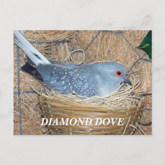 DIAMOND DOVE ON NEST POSTCARD