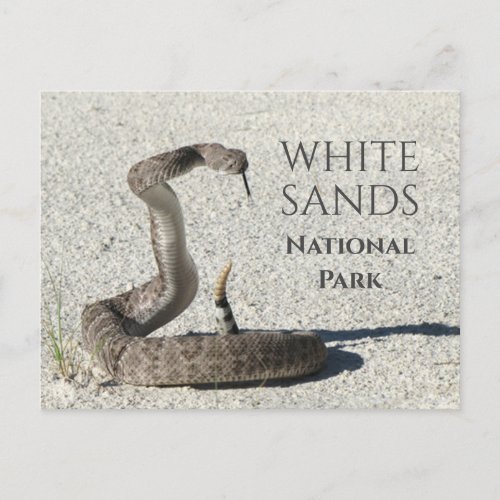 Diamondback Rattlesnake White Sands National Park Postcard
