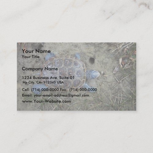 Diamondback Terrapin Business Card