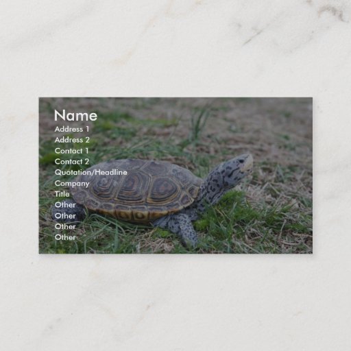 Customizable Diamondback Terrapin Business Card
