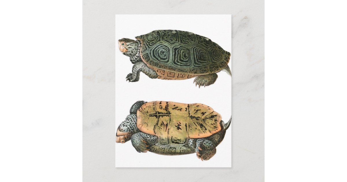 Diamondback Terrapin illustration Postcard | Zazzle