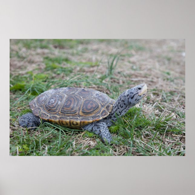 diamondback terrapin turtle poster print (Front)