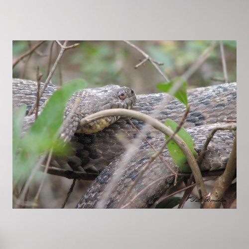 Diamondback Water Snake Poster