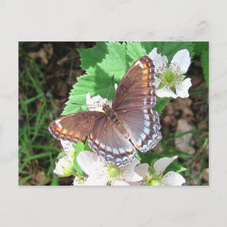 Diana butterfly ~ postcard