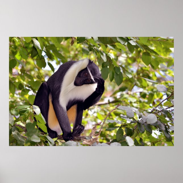 Diana monkey in tree poster (Front)