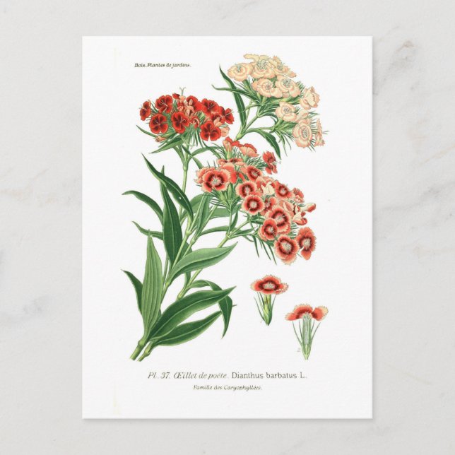 Dianthus barbatus (Sweet William) Postcard (Front)