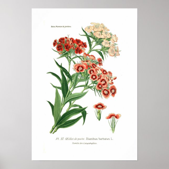Dianthus barbatus (Sweet William) Poster (Front)