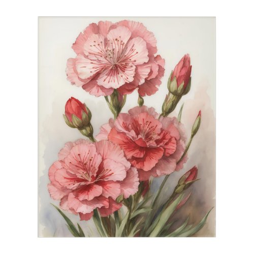 Dianthus Delight Acrylic Print