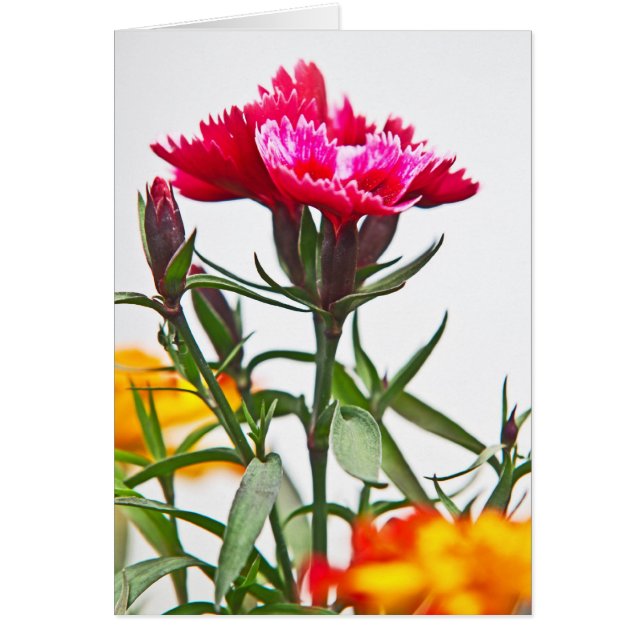 Dianthus Flower Cards (Front)
