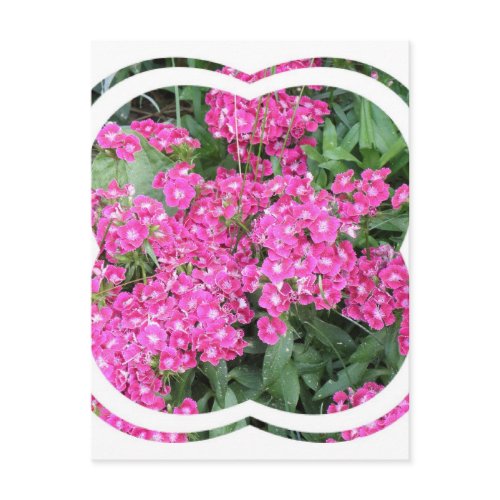 Dianthus Perennial Postcard