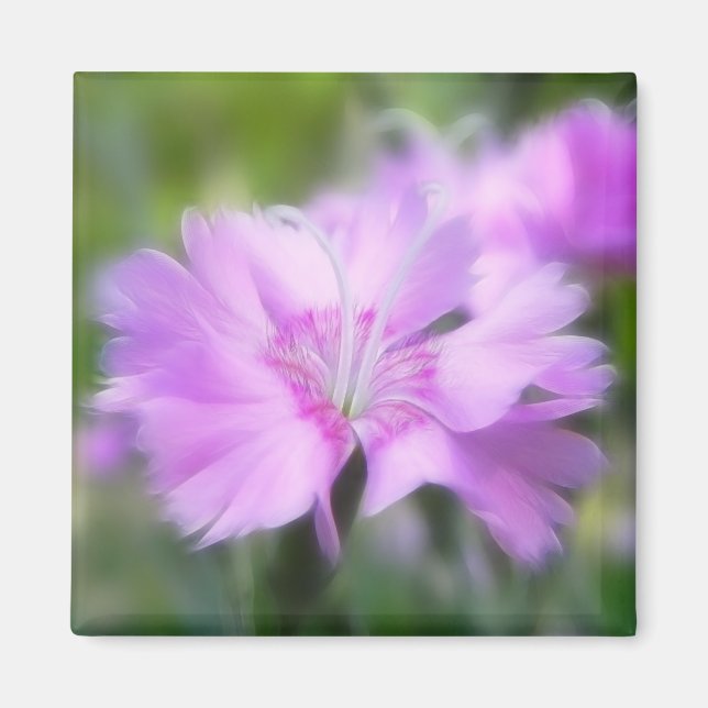 Dianthus Plumarius Flower Magnet (Front)