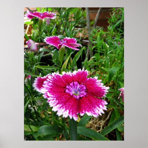 Dianthus Poster