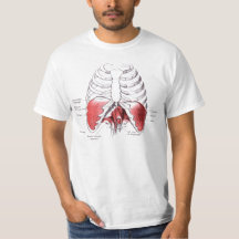 Diaphragm drawing