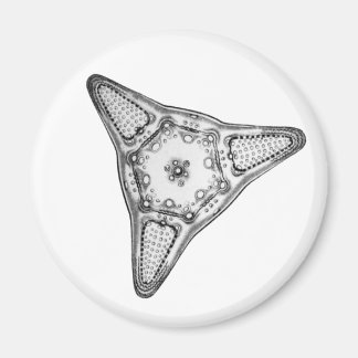 Diatom Magnet