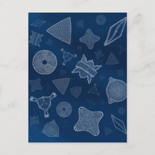 Diatoms _ microscopic sea life postcard