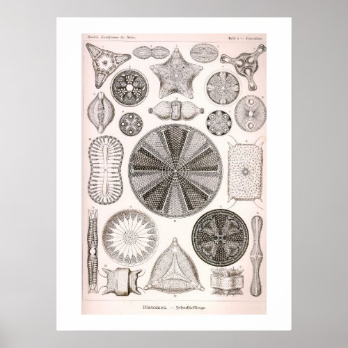 Diatoms Vintage Illustration Poster