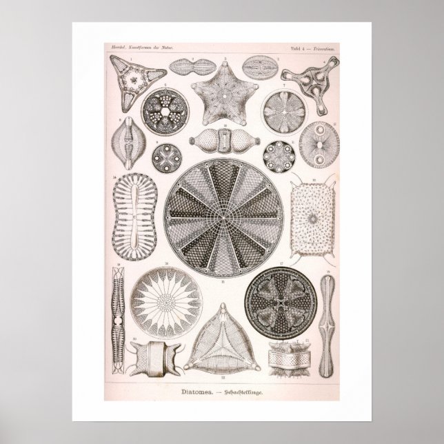 Diatoms Vintage Illustration Poster (Front)
