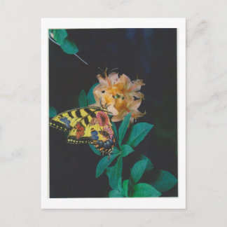 Dibble_Artworks_124_Butterfly Postcard