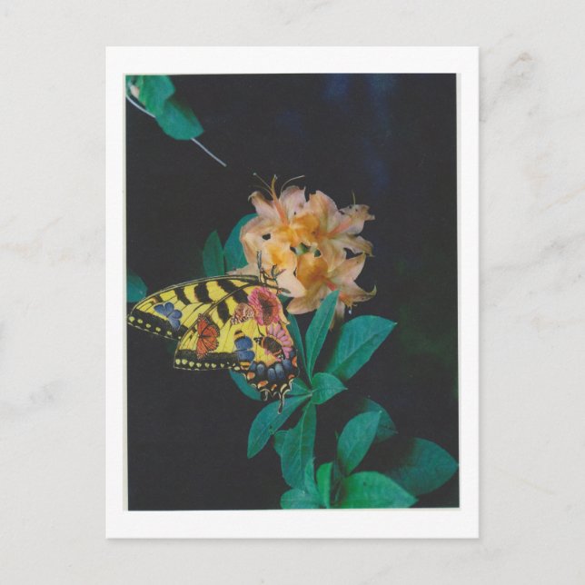 Dibble_Artworks_124_Butterfly Postcard (Front)