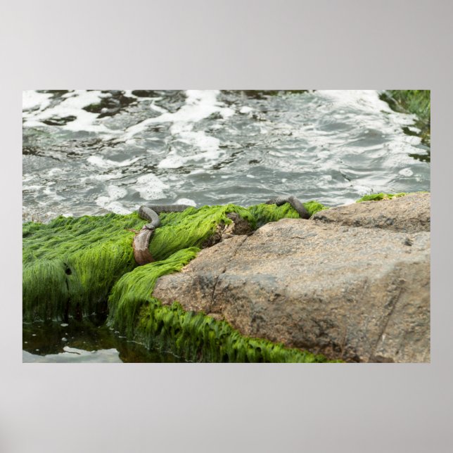 Dice snake eating fish poster (Front)