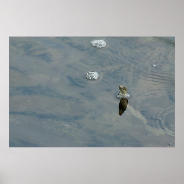 Dice snake put out the head from water poster (Front)
