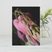 Dicentra (Standing Front)