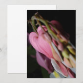 Dicentra (Front/Back)