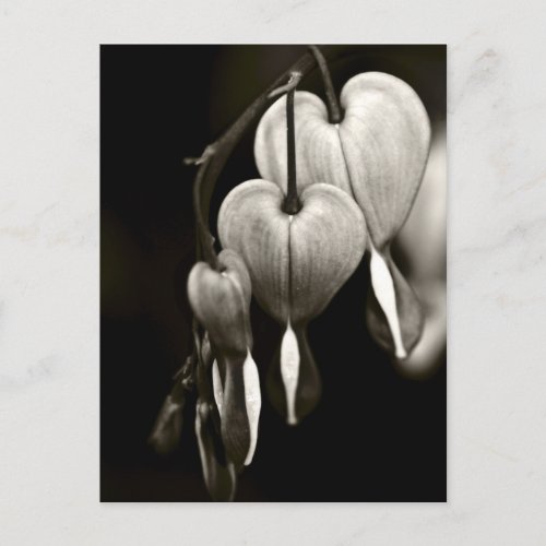 Dicentra _ Bleeding Hearts art Postcard BW