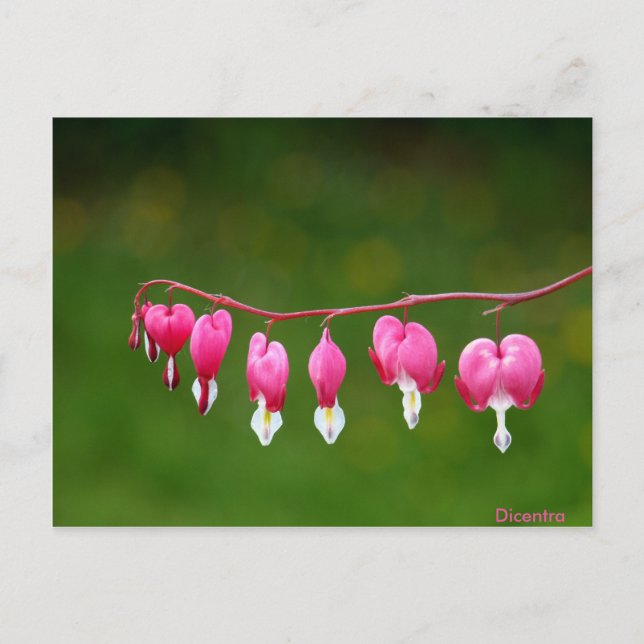 Dicentra - Pink Heart Shape Floral Postcard (Front)