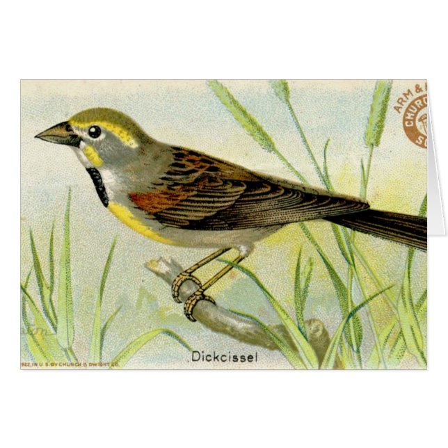 Dickcissel Cards (Front Horizontal)