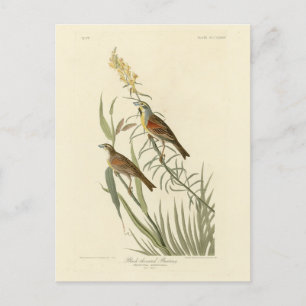 Dickcissel from Audubon's Birds of America Postcard