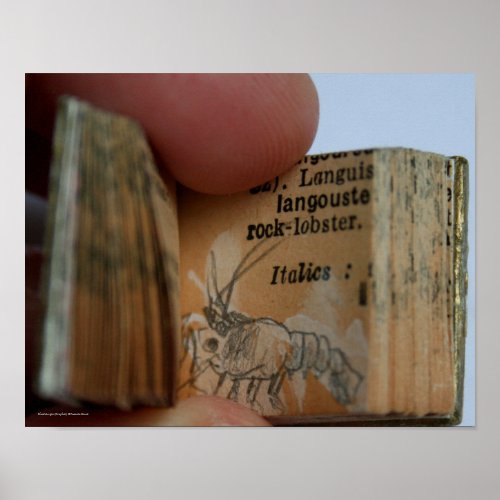 DicofrAngle Miniature Book Crayfish Drawing Poster